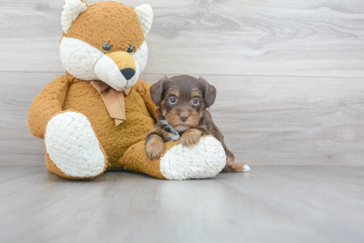 Smart Yorkie Poo Poodle Mix Pup