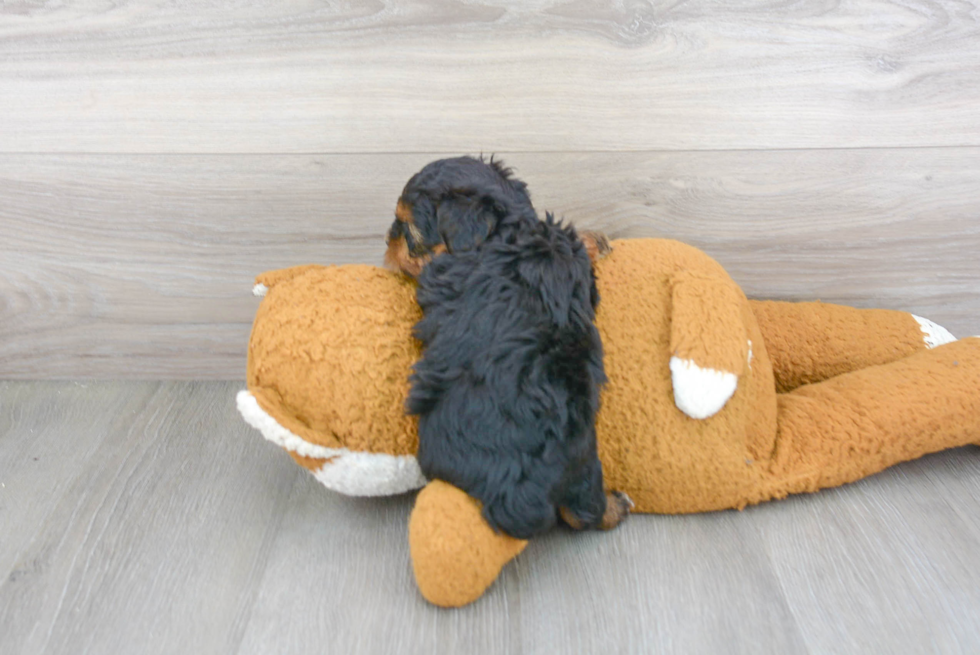 Yorkie Poo Pup Being Cute