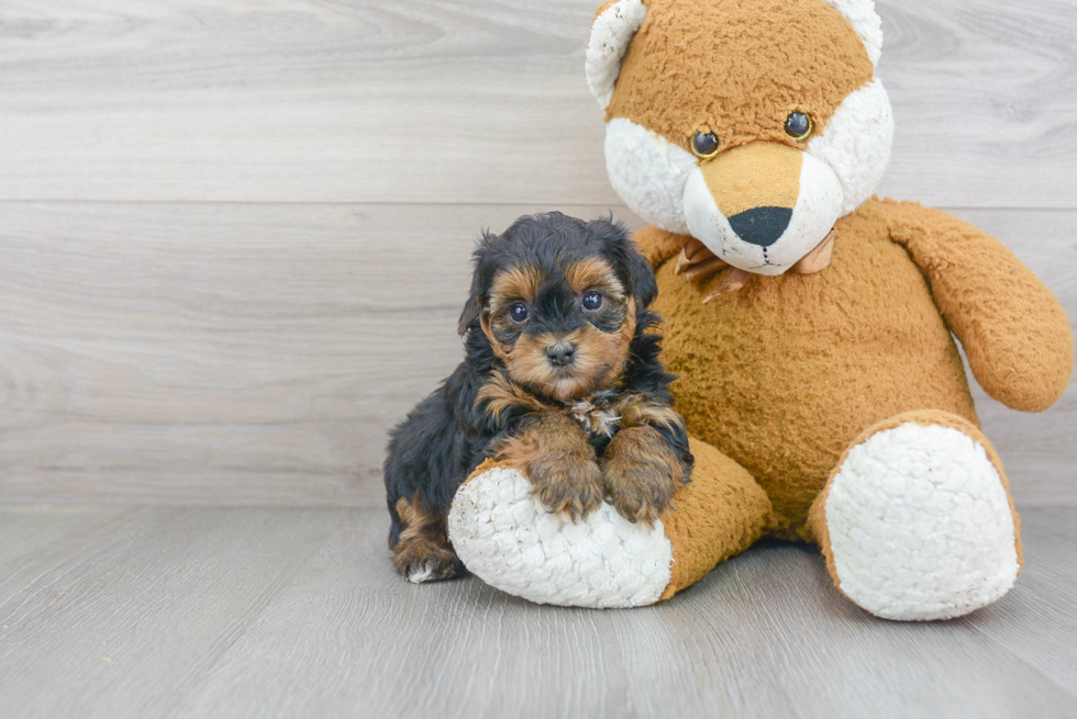 Yorkie Poo Puppy for Adoption