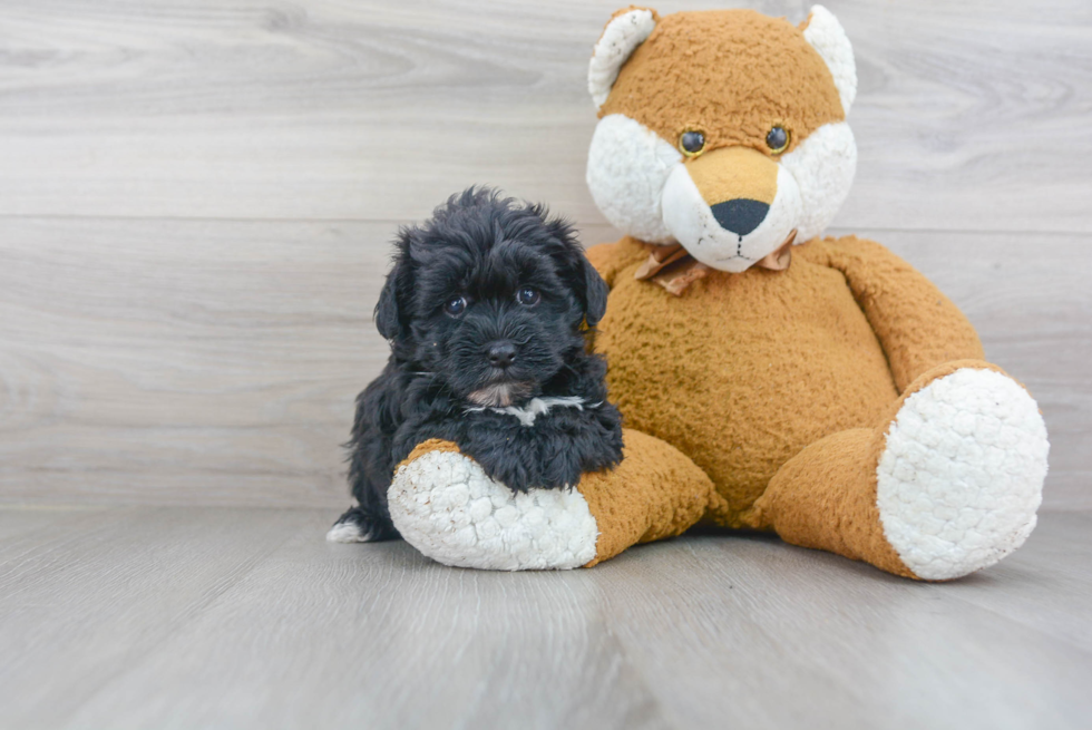 Playful Yorkie Doodle Poodle Mix Puppy