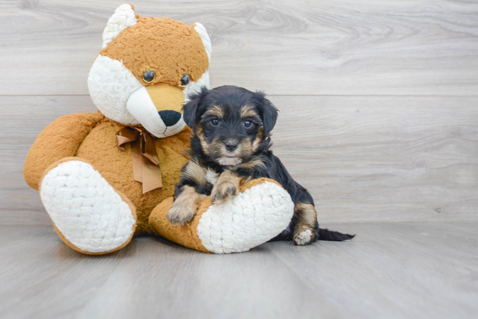 Funny Yorkie Poo Poodle Mix Pup