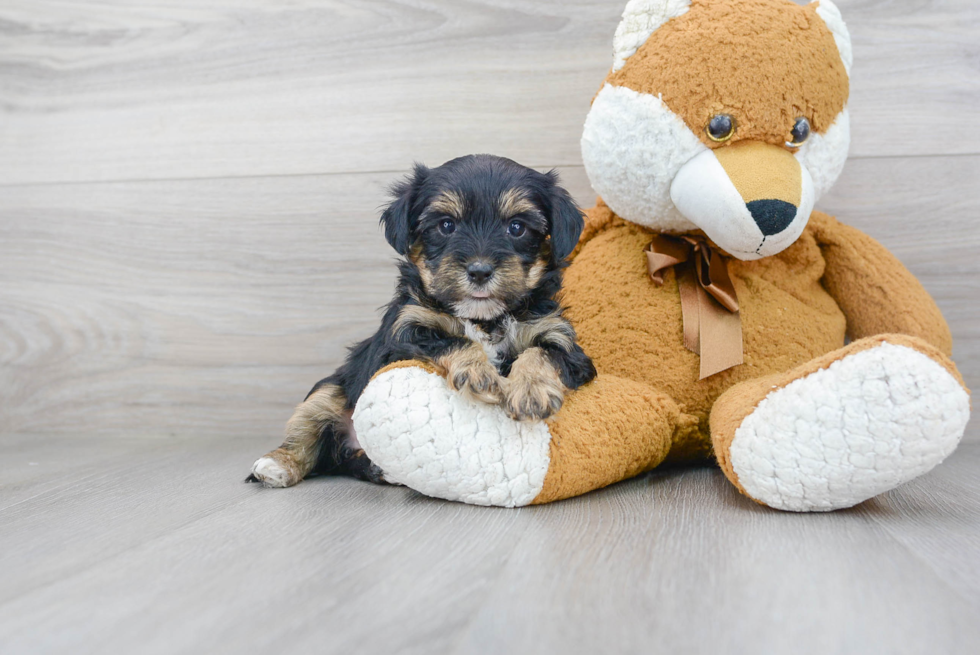 Friendly Yorkie Poo Baby