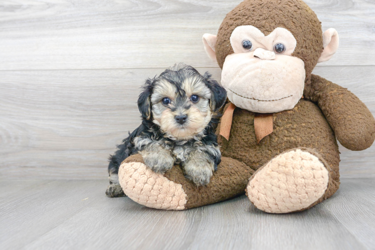 Cute Yorkie Poo Baby