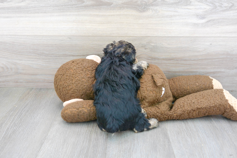 Adorable Yorkie Doodle Poodle Mix Puppy