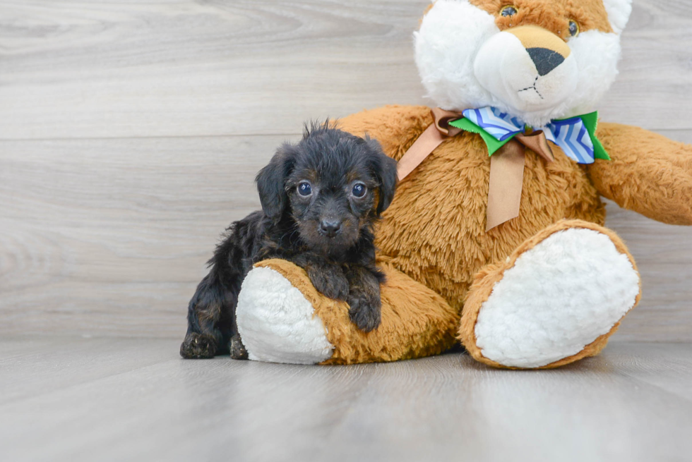 Yorkie Poo Pup Being Cute