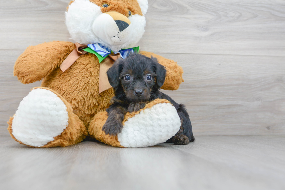 Yorkie Poo Pup Being Cute