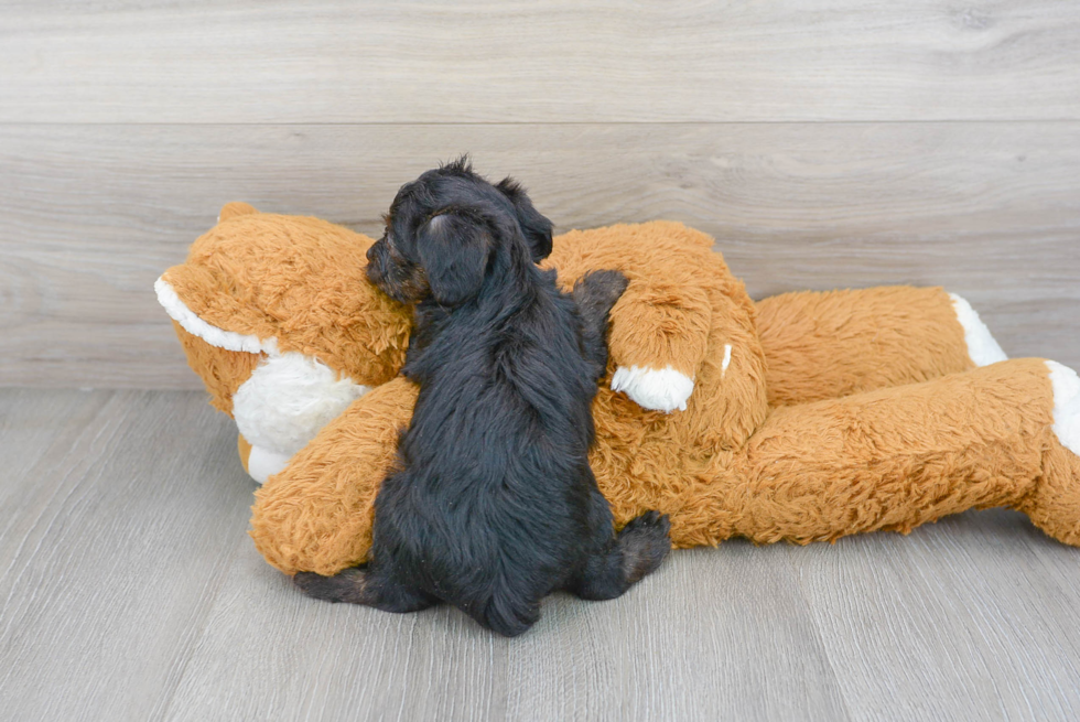 Yorkie Poo Puppy for Adoption