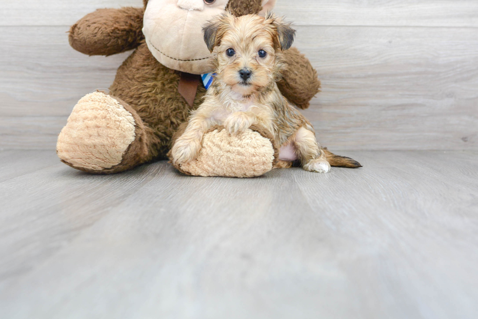 Yorkie Poo Puppy for Adoption