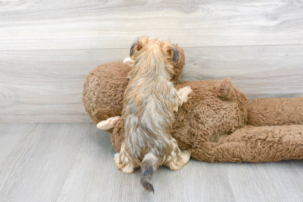 Petite Yorkie Poo Poodle Mix Pup