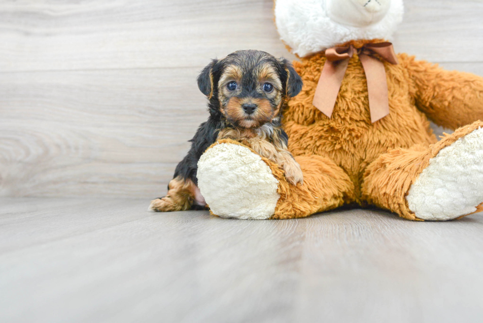 Adorable Yorkie Doodle Poodle Mix Puppy