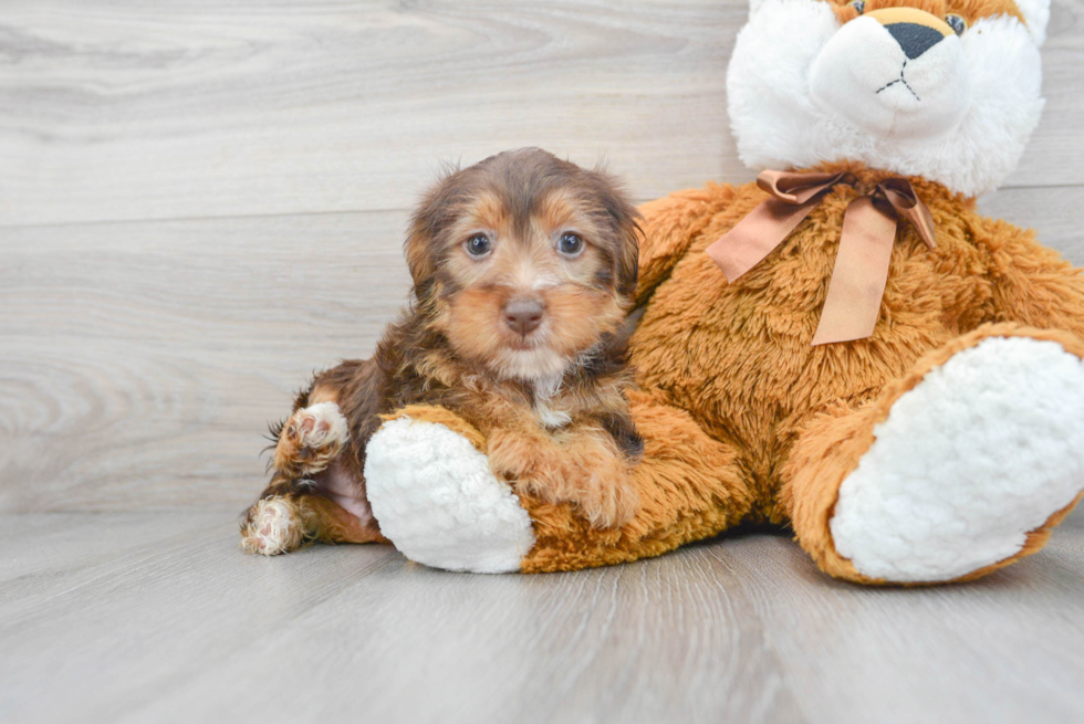 Popular Yorkie Poo Poodle Mix Pup