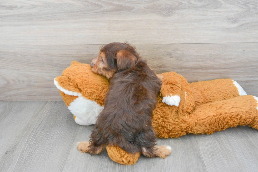 Happy Yorkie Poo Baby