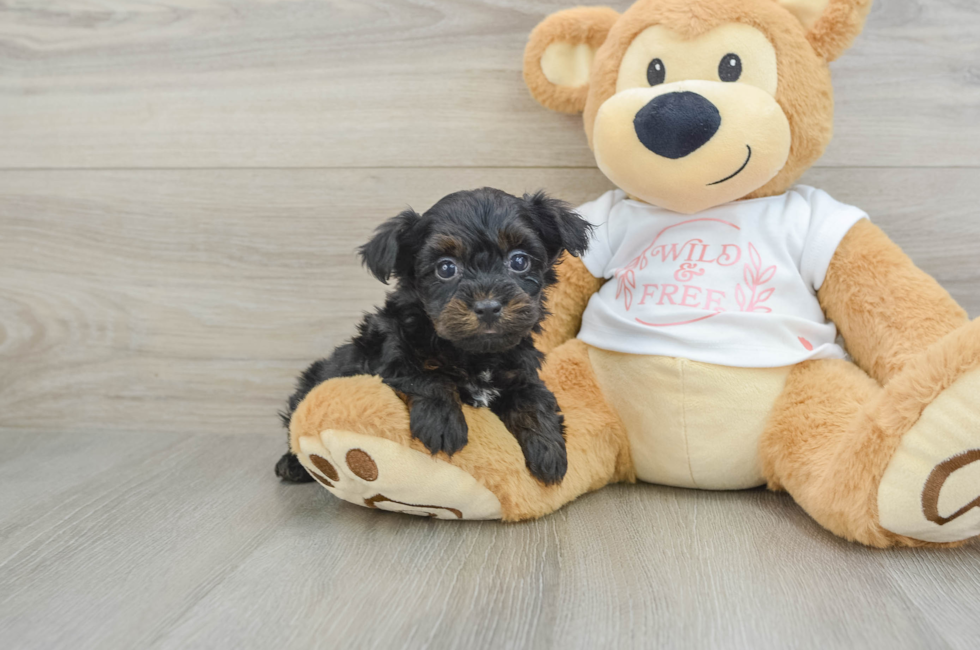 5 week old Yorkie Poo Puppy For Sale - Premier Pups