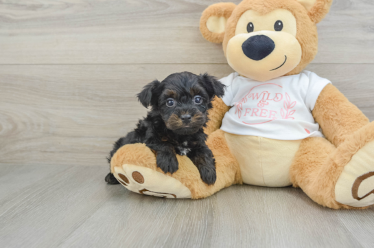 Yorkie Poo Puppy for Adoption