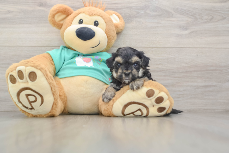 Best Yorkie Poo Baby