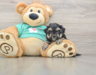 7 week old Yorkie Poo Puppy For Sale - Premier Pups