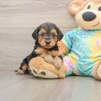 Small Yorkie Poo Baby