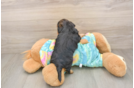 Adorable Yorkiedoodle Poodle Mix Puppy