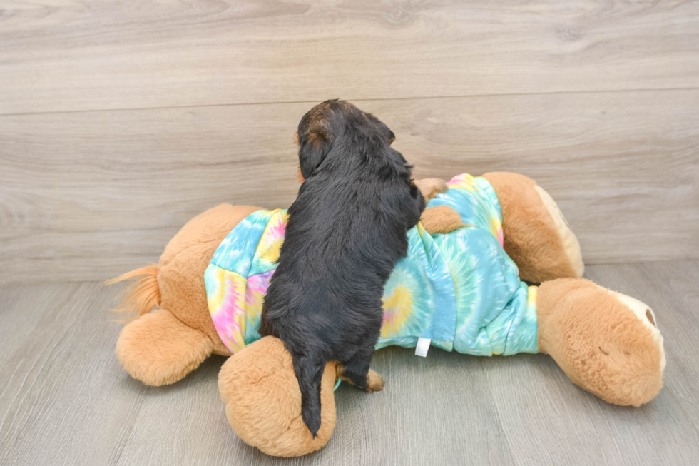 Adorable Yorkiedoodle Poodle Mix Puppy