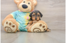 Hypoallergenic Yorkie Doodle Poodle Mix Puppy