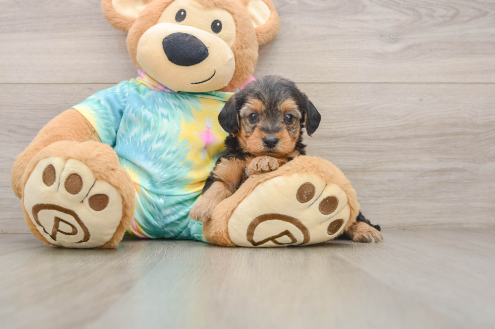 Hypoallergenic Yorkie Doodle Poodle Mix Puppy