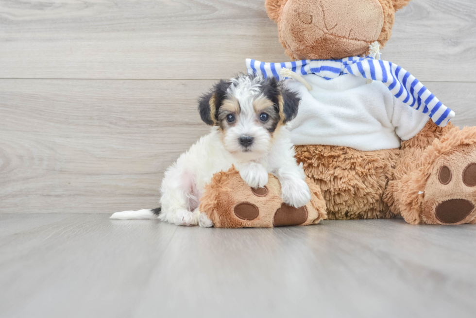 Yorkie Poo Pup Being Cute