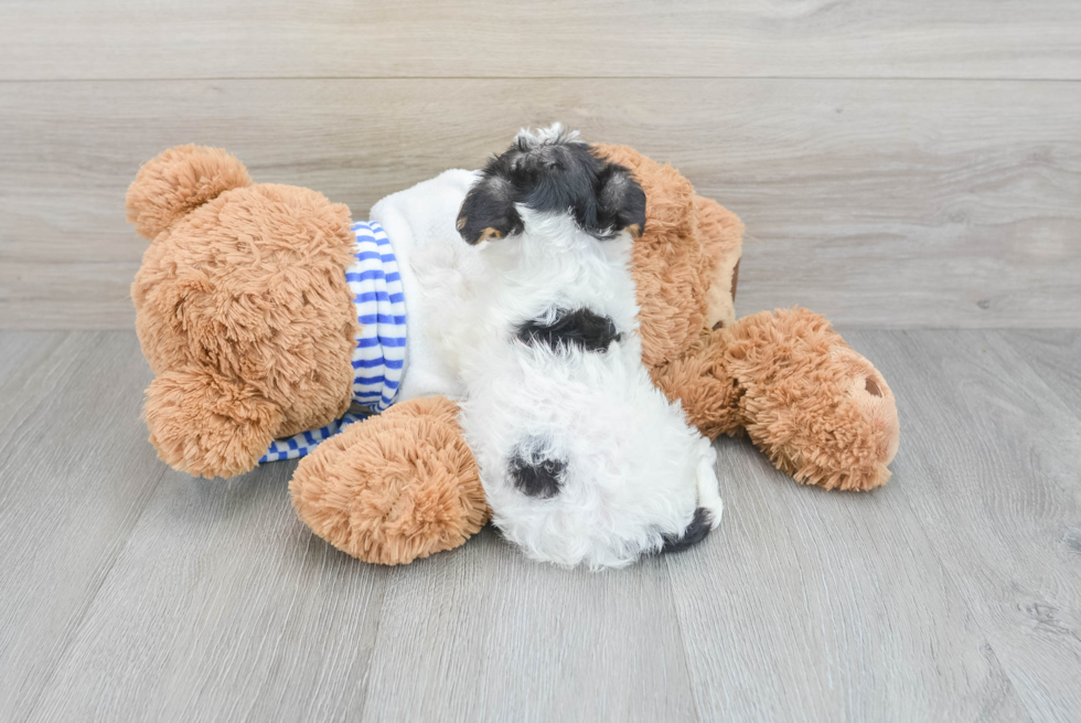 Adorable Yorkie Doodle Poodle Mix Puppy