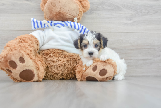 Fluffy Yorkie Poo Poodle Mix Pup