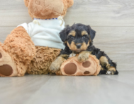 8 week old Yorkie Poo Puppy For Sale - Premier Pups