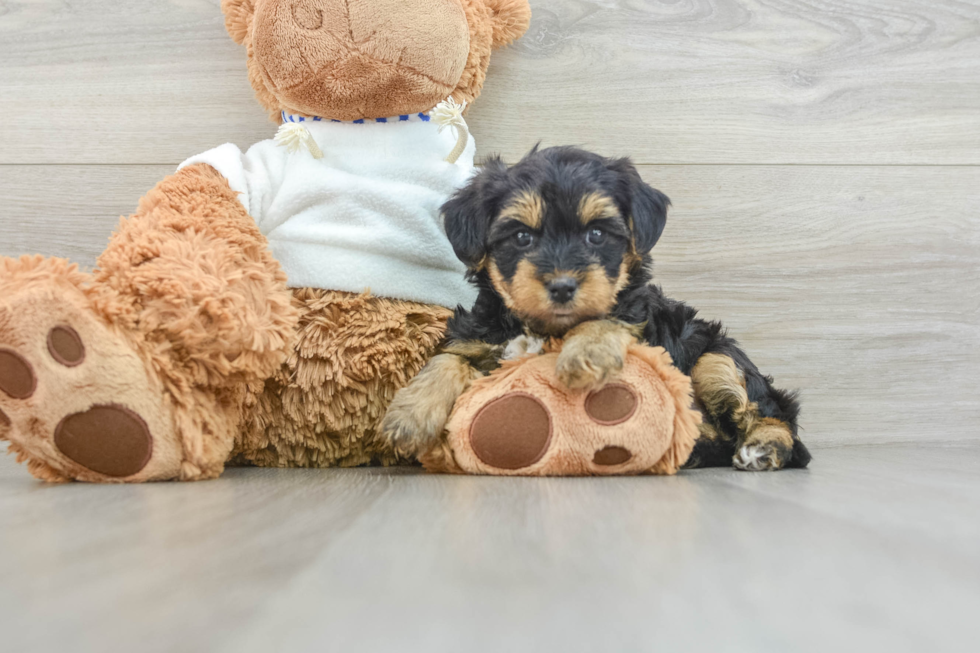 Best Yorkie Poo Baby