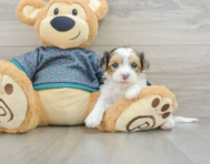 8 week old Yorkie Poo Puppy For Sale - Premier Pups