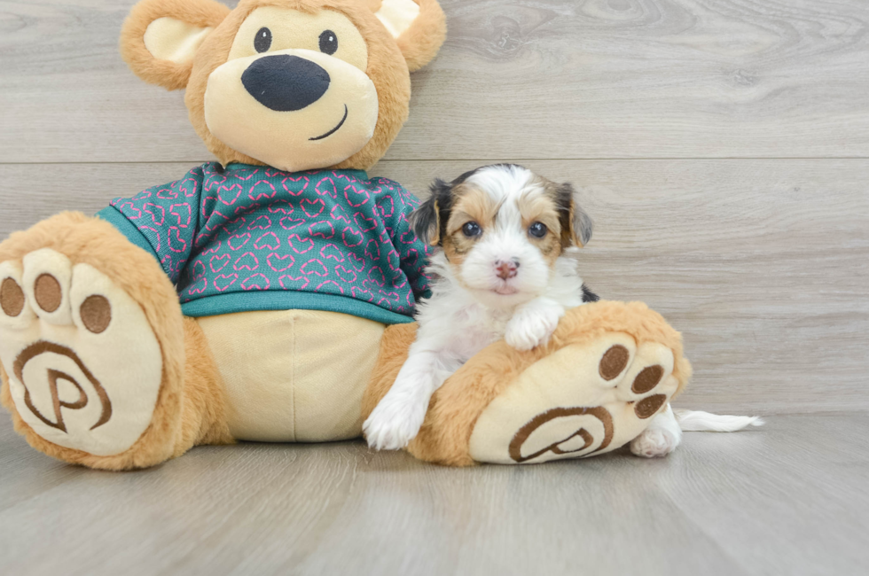 6 week old Yorkie Poo Puppy For Sale - Premier Pups