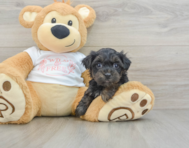 6 week old Yorkie Poo Puppy For Sale - Premier Pups