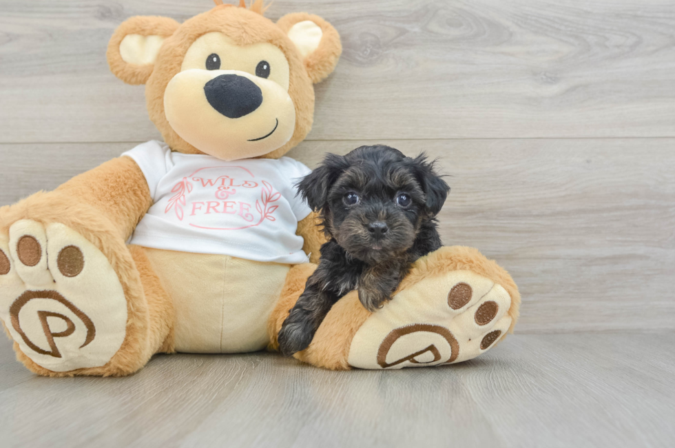 6 week old Yorkie Poo Puppy For Sale - Premier Pups