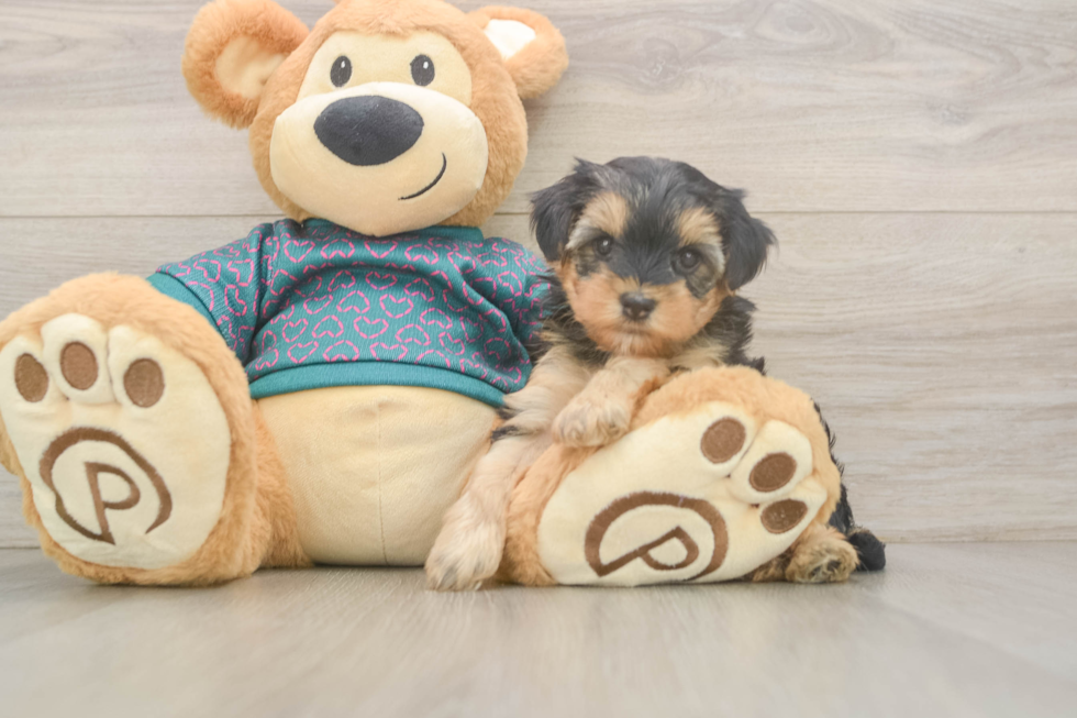 Best Yorkie Poo Baby