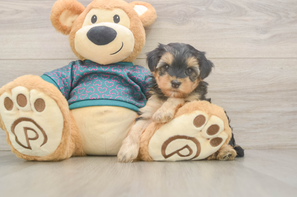 5 week old Yorkie Poo Puppy For Sale - Premier Pups