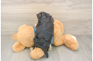 Yorkie Poo Pup Being Cute