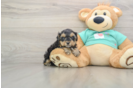 Best Yorkie Poo Baby