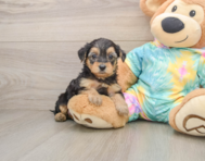 8 week old Yorkie Poo Puppy For Sale - Premier Pups