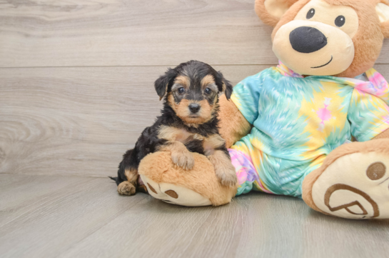Popular Yorkie Poo Poodle Mix Pup
