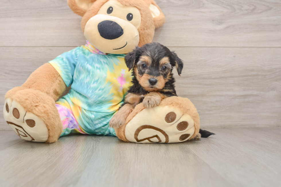 Best Yorkie Poo Baby
