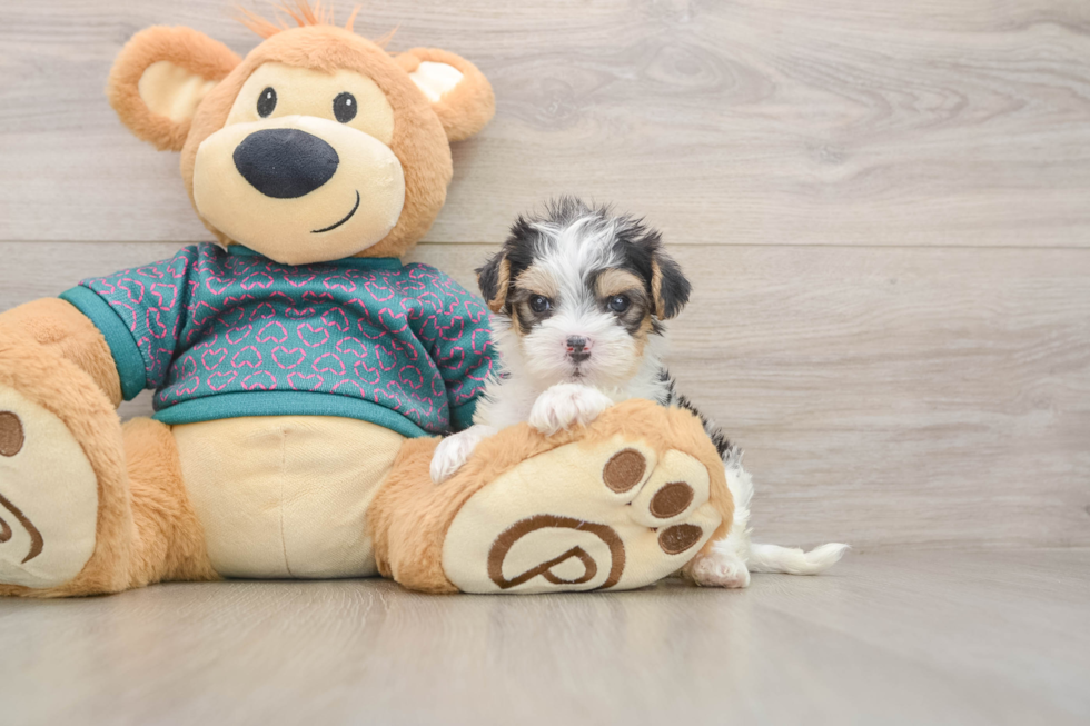 Yorkie Poo Puppy for Adoption
