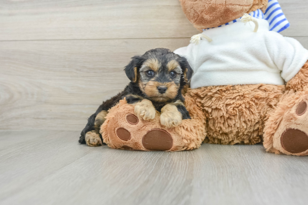 Yorkie Poo Pup Being Cute