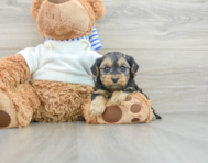 8 week old Yorkie Poo Puppy For Sale - Premier Pups