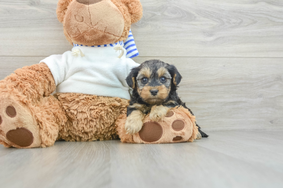 Funny Yorkie Poo Poodle Mix Pup