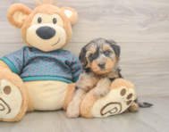7 week old Yorkie Poo Puppy For Sale - Premier Pups
