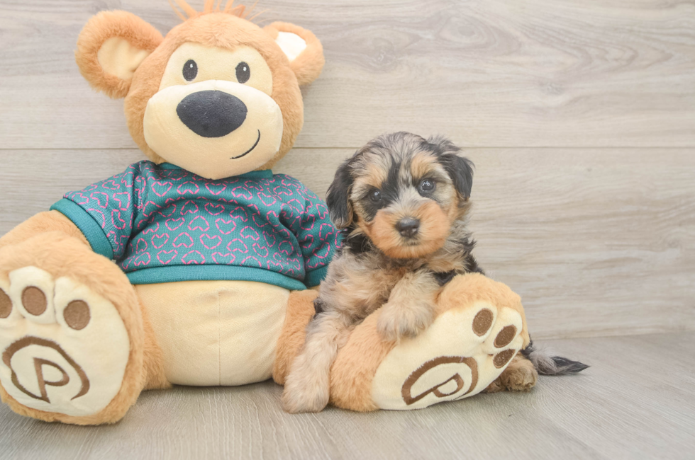 5 week old Yorkie Poo Puppy For Sale - Premier Pups