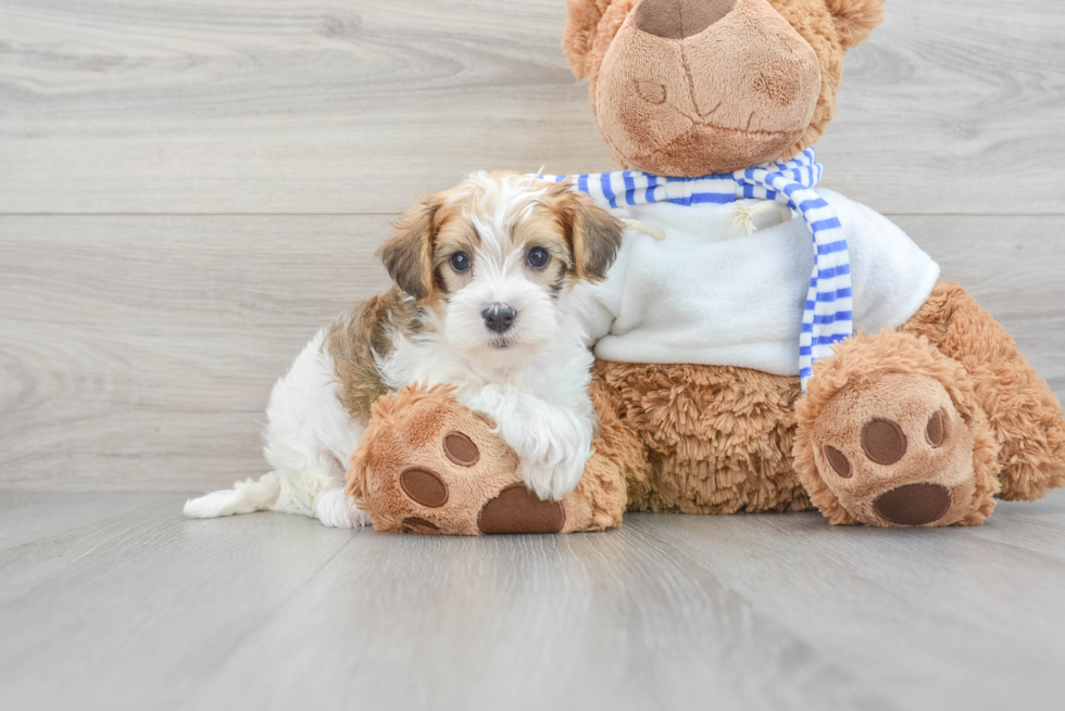 Happy Yorkie Poo Baby