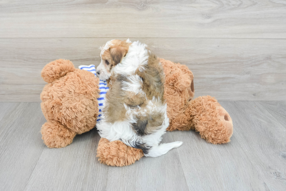 Petite Yorkie Poo Poodle Mix Pup