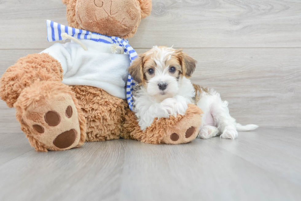 Smart Yorkie Poo Poodle Mix Pup